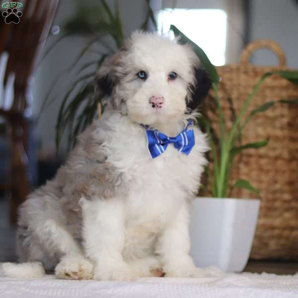 Eggbert, Mini Sheepadoodle Puppy